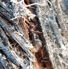 Papyrius nitidus at Belconnen, ACT - suppressed