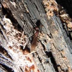 Papyrius nitidus at Belconnen, ACT - suppressed