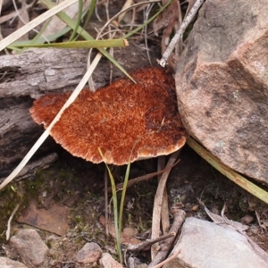 Postia pelliculosa at Canberra Central, ACT - 3 Jun 2018 12:24 PM