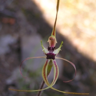 Caladenia parva (Brown-clubbed Spider Orchid) at Tennent, ACT - 7 Oct 2010 by MatthewFrawley