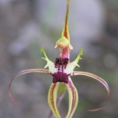 Caladenia parva at Tennent, ACT - 8 Oct 2010