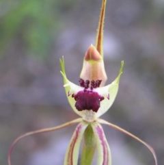 Caladenia parva at Tennent, ACT - 8 Oct 2010