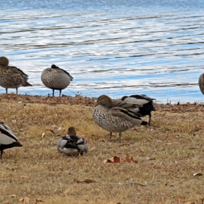 Chenonetta jubata (Australian Wood Duck) at Lake Tuggeranong - 31 Jul 2018 by RodDeb