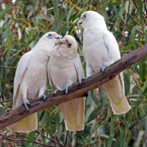 Cacatua sanguinea at Greenway, ACT - 31 Jul 2018