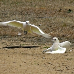 Cacatua sanguinea at Greenway, ACT - 31 Jul 2018