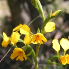 Diuris aequalis (Buttercup Doubletail) at Mount Fairy, NSW - 27 Oct 2012 by MatthewFrawley