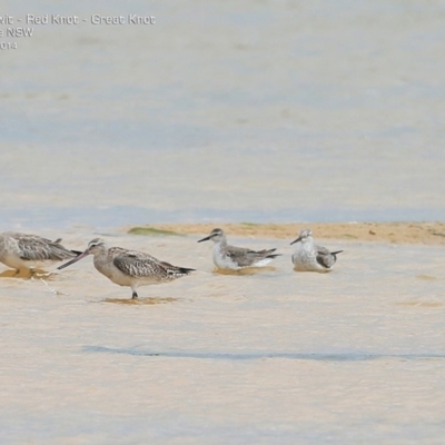 Limosa lapponica (Bar-tailed Godwit) at Jervis Bay National Park - 17 Dec 2014 by CharlesDove