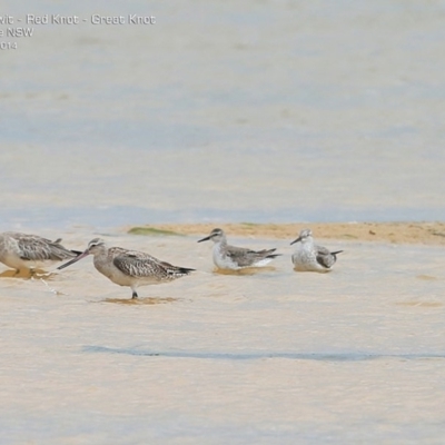 Limosa lapponica (Bar-tailed Godwit) at Jervis Bay National Park - 16 Dec 2014 by Charles Dove