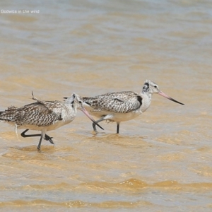 Limosa lapponica at Jervis Bay National Park - 17 Dec 2014 12:00 AM