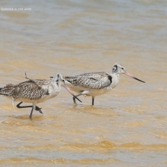 Limosa lapponica at Jervis Bay National Park - 17 Dec 2014