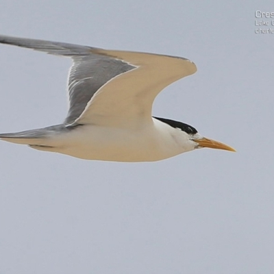 Thalasseus bergii (Crested Tern) at Cunjurong Point, NSW - 13 Dec 2014 by CharlesDove