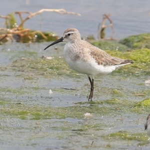 Calidris ferruginea at Jervis Bay National Park - 18 Dec 2014