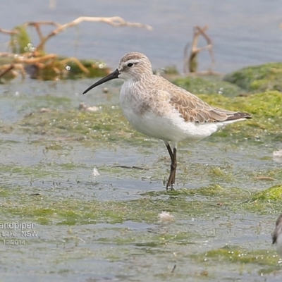 Calidris ferruginea (Curlew Sandpiper) at Jervis Bay National Park - 17 Dec 2014 by Charles Dove