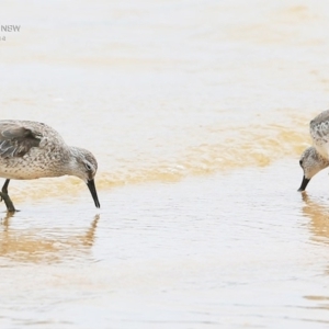 Calidris canutus at Jervis Bay National Park - 18 Dec 2014