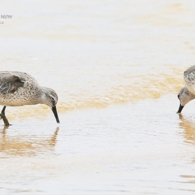 Calidris canutus (Red Knot) at Jervis Bay National Park - 18 Dec 2014 by CharlesDove