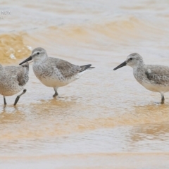 Calidris canutus at Jervis Bay National Park - 18 Dec 2014