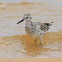 Calidris canutus at Jervis Bay National Park - 18 Dec 2014