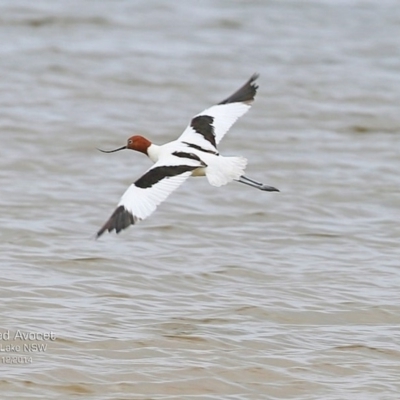 Recurvirostra novaehollandiae (Red-necked Avocet) at Jervis Bay National Park - 17 Dec 2014 by CharlesDove