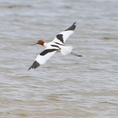 Recurvirostra novaehollandiae (Red-necked Avocet) at Jervis Bay National Park - 16 Dec 2014 by Charles Dove