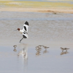 Recurvirostra novaehollandiae at Jervis Bay National Park - 17 Dec 2014 12:00 AM