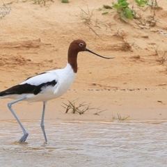 Recurvirostra novaehollandiae at Jervis Bay National Park - 17 Dec 2014