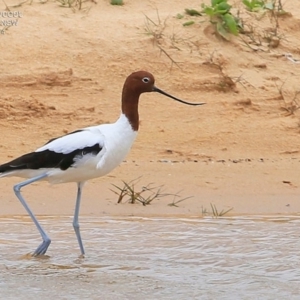 Recurvirostra novaehollandiae at Jervis Bay National Park - 17 Dec 2014