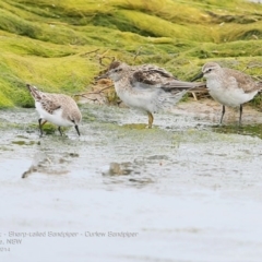 Calidris ruficollis (Red-necked Stint) at Jervis Bay National Park - 18 Dec 2014 by CharlesDove