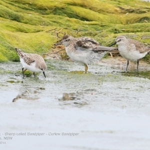 Calidris ruficollis at Jervis Bay National Park - 18 Dec 2014 12:00 AM