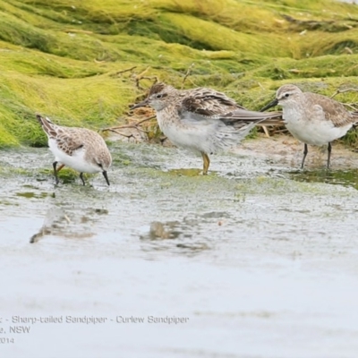 Calidris ruficollis (Red-necked Stint) at Jervis Bay National Park - 18 Dec 2014 by CharlesDove