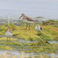 Calidris ruficollis at Jervis Bay National Park - 18 Dec 2014 12:00 AM