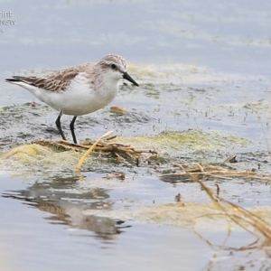 Calidris ruficollis at Jervis Bay National Park - 18 Dec 2014 12:00 AM