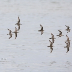 Calidris ruficollis at Jervis Bay National Park - 18 Dec 2014