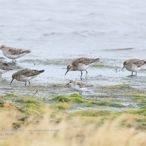 Calidris acuminata at Jervis Bay National Park - 17 Dec 2014 12:00 AM