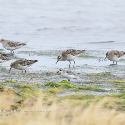 Calidris acuminata (Sharp-tailed Sandpiper) at Jervis Bay National Park - 17 Dec 2014 by CharlesDove