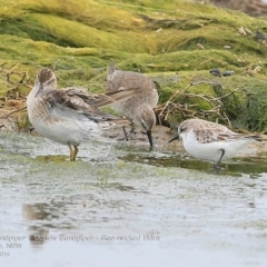 Calidris acuminata at Jervis Bay National Park - 17 Dec 2014 12:00 AM