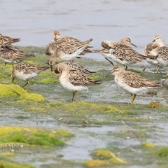 Calidris acuminata at Jervis Bay National Park - 17 Dec 2014 12:00 AM