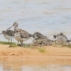 Calidris acuminata at Jervis Bay National Park - 17 Dec 2014 12:00 AM