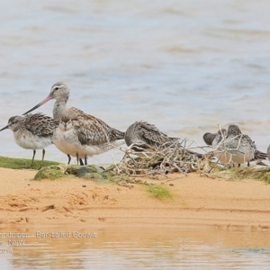 Calidris acuminata at Jervis Bay National Park - 17 Dec 2014 12:00 AM