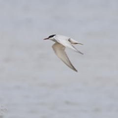 Chlidonias hybrida (Whiskered Tern) at Jervis Bay National Park - 16 Dec 2014 by Charles Dove