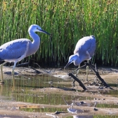 Egretta novaehollandiae (White-faced Heron) at Burrill Lake, NSW - 12 Dec 2014 by Charles Dove