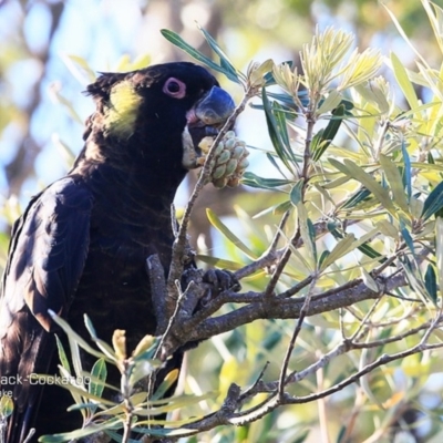 Zanda funerea (Yellow-tailed Black-Cockatoo) at Burrill Lake, NSW - 12 Dec 2014 by Charles Dove