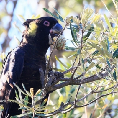 Zanda funerea (Yellow-tailed Black-Cockatoo) at Wairo Beach and Dolphin Point - 12 Dec 2014 by Charles Dove