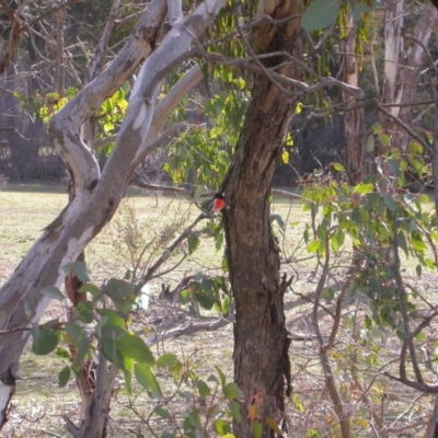 Petroica boodang (Scarlet Robin) at Mount Majura - 31 Jul 2015 by waltraud