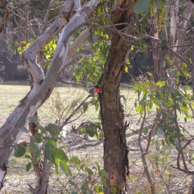 Petroica boodang (Scarlet Robin) at The Fair, Watson - 31 Jul 2015 by waltraud