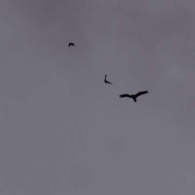 Aquila audax (Wedge-tailed Eagle) at Deakin, ACT - 31 Jul 2018 by JackyF