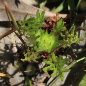 Soliva sessilis at Gundaroo, NSW - 7 Nov 2016 12:54 PM