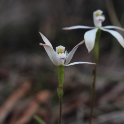 Caladenia ustulata (Brown Caps) at MTR591 at Gundaroo - 23 Sep 2016 by MaartjeSevenster