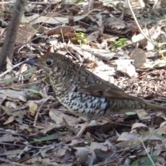 Zoothera lunulata (Bassian Thrush) at ANBG - 31 Jul 2018 by Christine