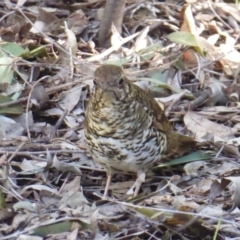 Zoothera lunulata at Acton, ACT - 31 Jul 2018