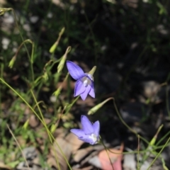 Wahlenbergia stricta subsp. stricta (Tall Bluebell) at Gundaroo, NSW - 16 Nov 2016 by MaartjeSevenster